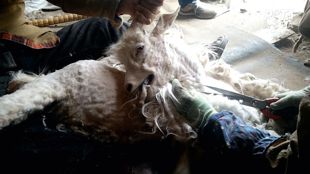 Ihrer Wolle wegen werden die sanften Kaschmirziegen brutal misshandelt.