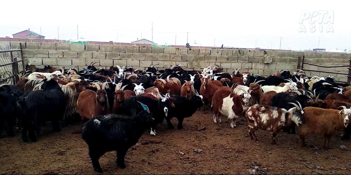 PETA-Ermittler besuchten Kaschmirfarmen in China und der Mongolei.