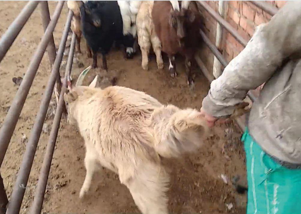 Kaschmirproduktion in der Mongolei: Ziegen, die nicht mehr rentabel sind, werden am Bein ins Schlachthaus gezerrt. 
