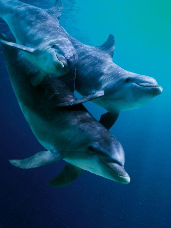 Delfine gehen langjährige Freundschaften ein 