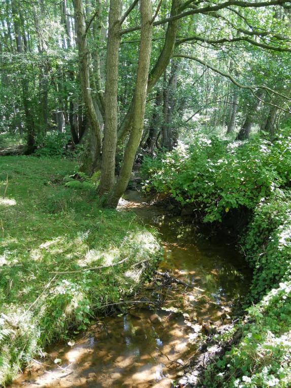 Die 1,4 Hektar Biotop sind Teil des Landschaftsschutzgebiets »Oberlauf des Scharmbecker Baches« mit Auwäldern und Nasswiesen. 