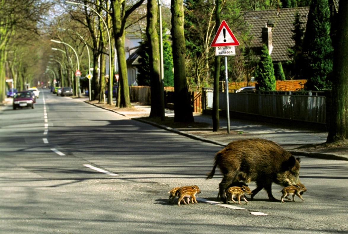 Wildschweinen und Füchsen  geht es in großen Städten wie hier in Berlin ungleich besser 