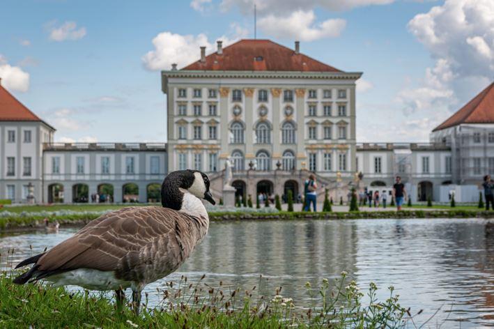 Gänse Nymphenburg-Palast München. 