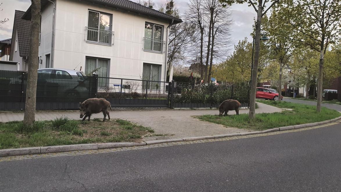 In Berlin leben rund 5.000 Wildschweine, sodass es immer wieder zu eindrücklichen Begegnungen kommt.