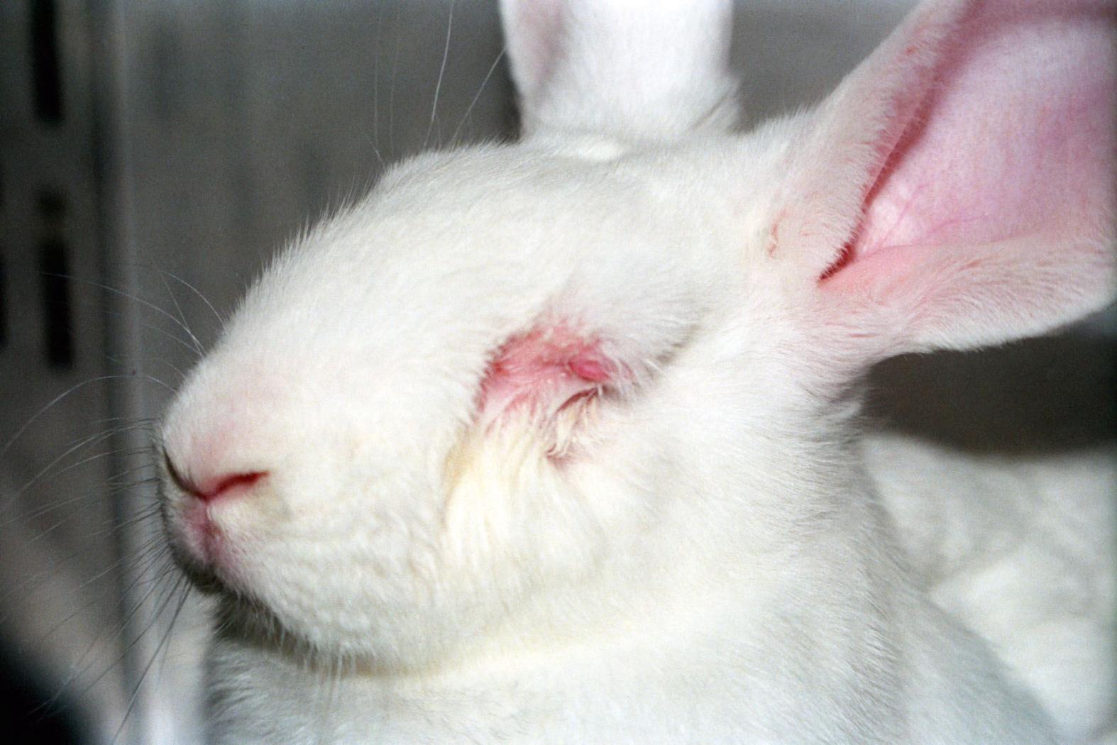 Tierversuche an Kaninchen für Shampoo.