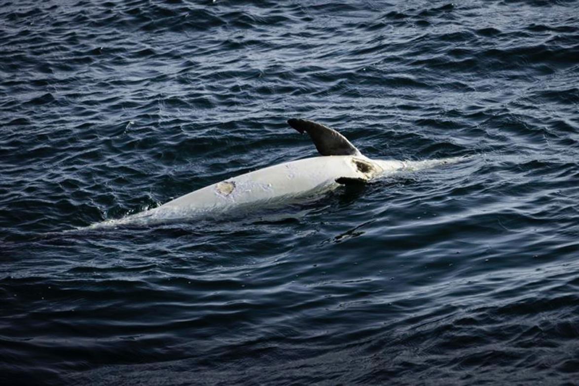 Ein toter Delfin