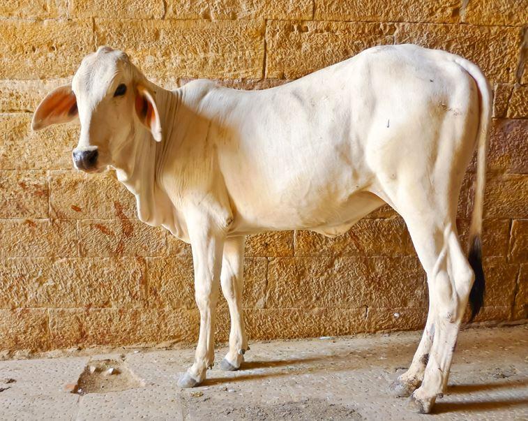 In Indien sind die Kühe heilig