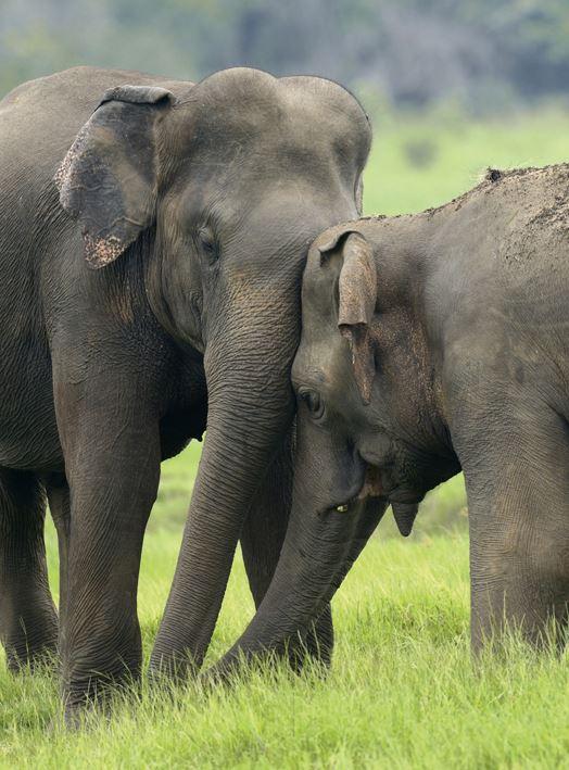 Nur noch 2.000 wilde Elefanten 
