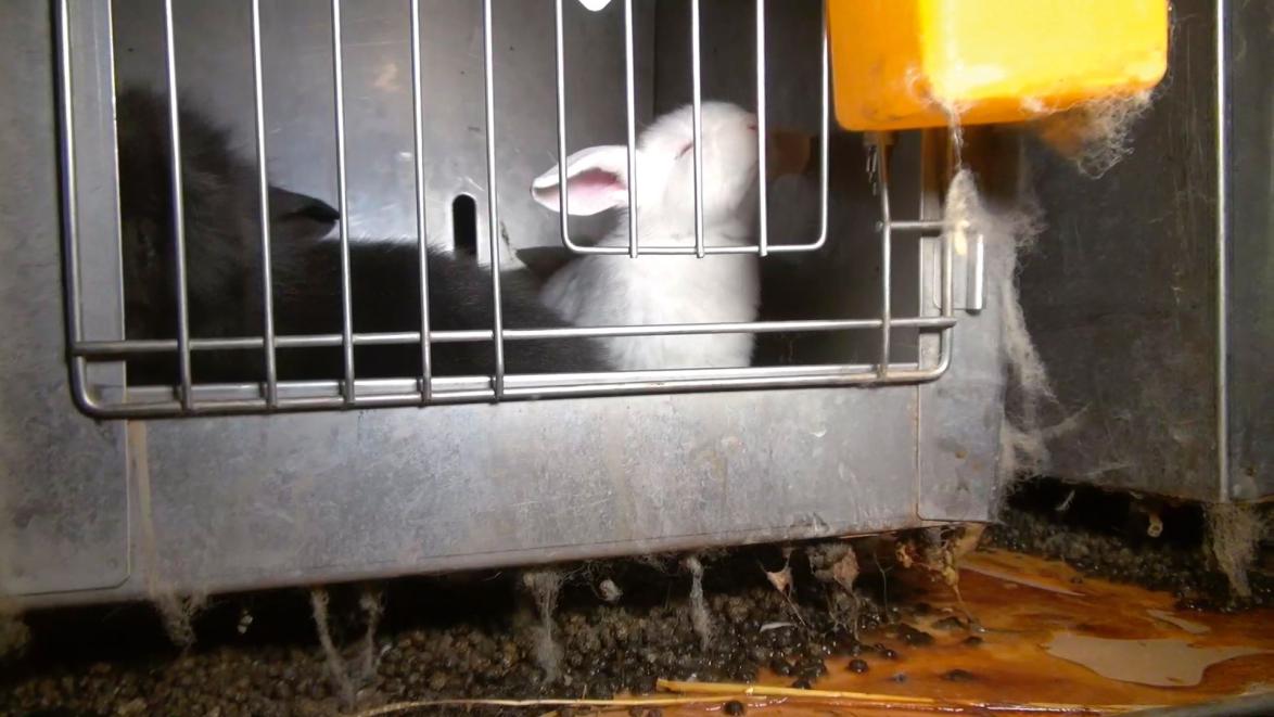 Tausende Tiere vegetieren in unzähligen Boxen 