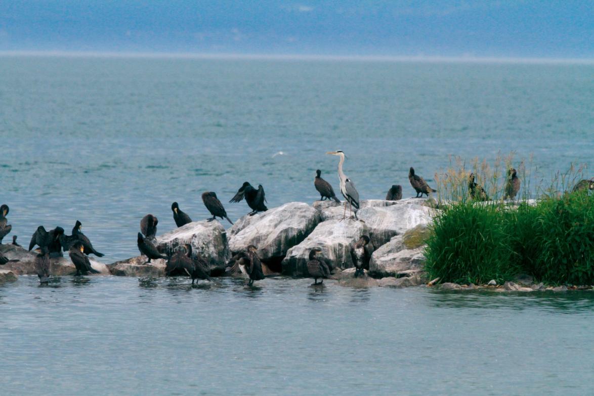 Kormorane und Graureiher auf Felsen im Genfer See.