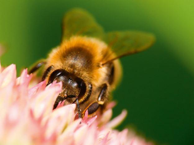 Sogar Bienen sind erfolgreich 