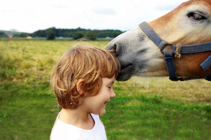 Können Pferde und Menschen einander verstehen?