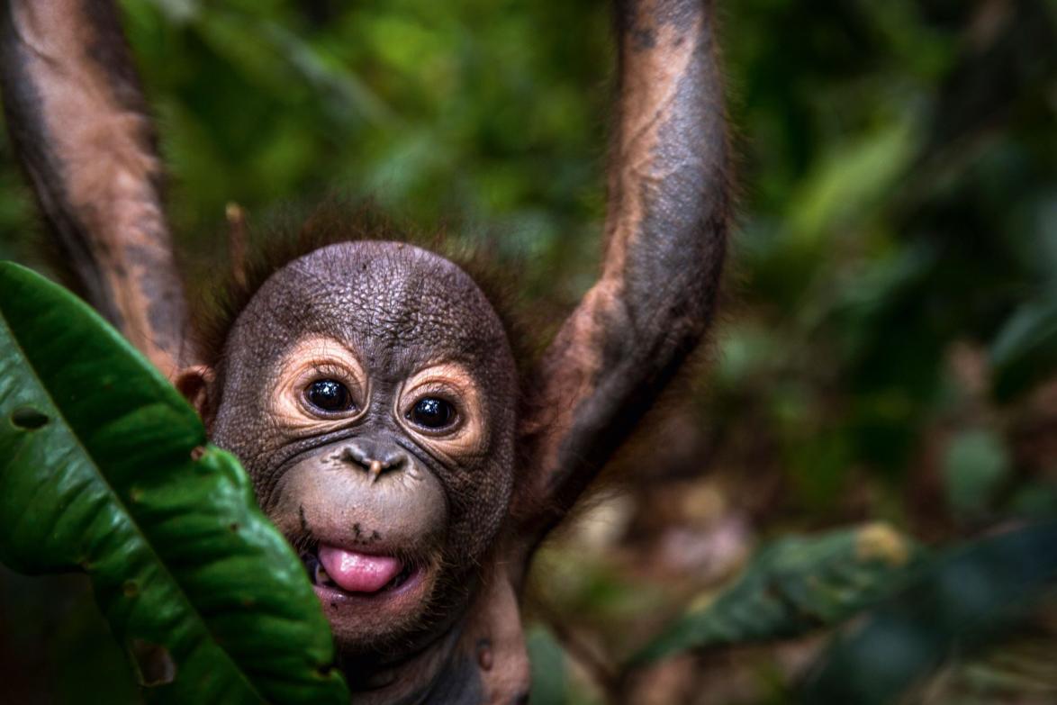 Orang-Utan-Babys werden ähnlich wie Menschenbabys 