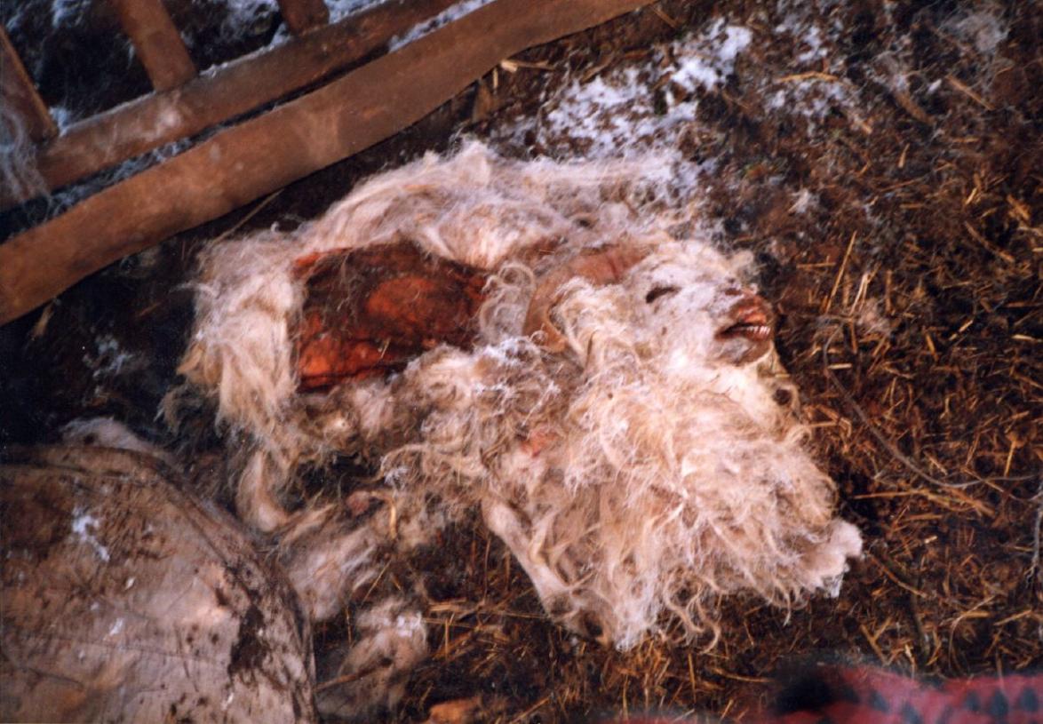 Verendetes Schaf in einer tierquälerischen