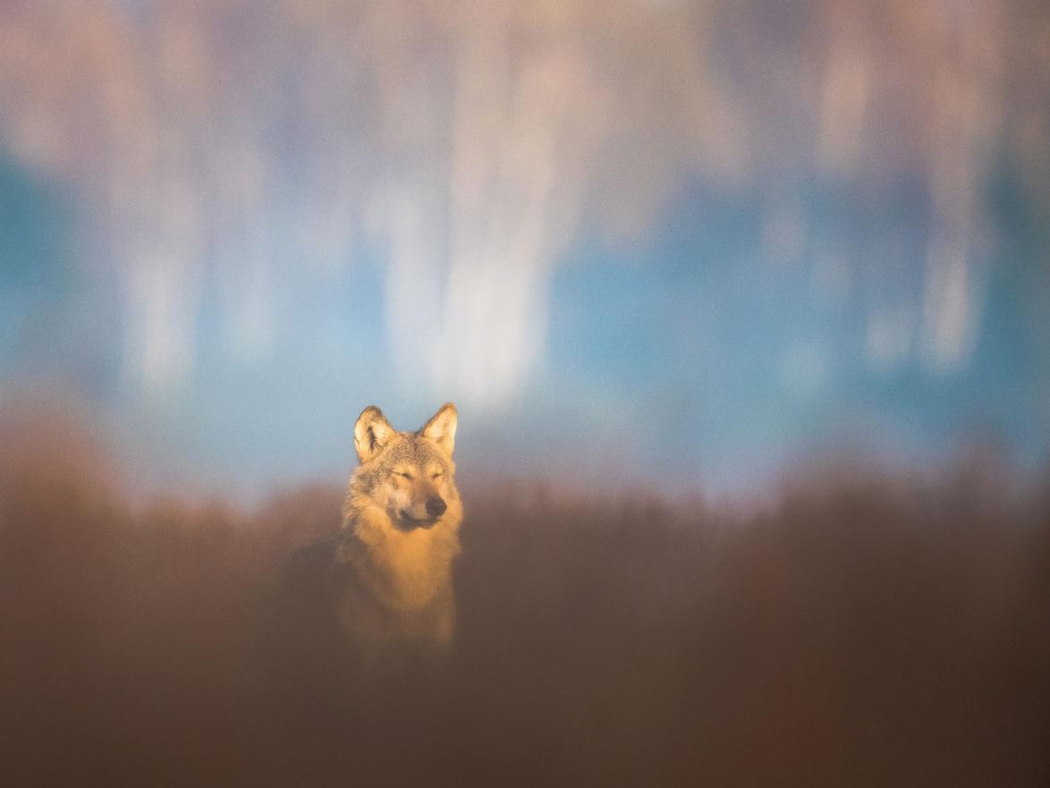 Ein junger Wolf genießt die Herbstsonne 