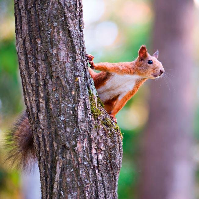 »Das Leben der Eichhörnchen« ist ein spannendes
