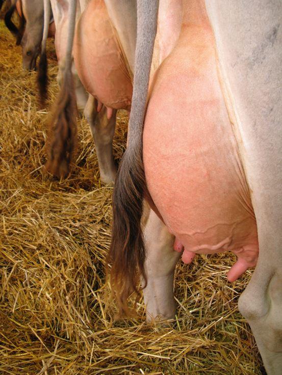 Pro Jahr werden Milchkühen in Deutschland