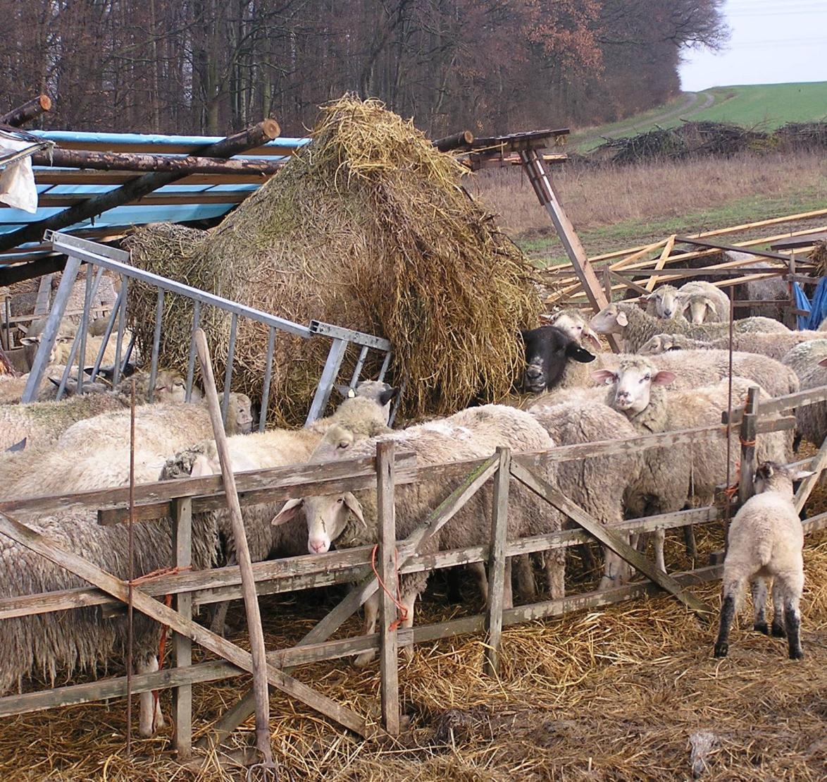Tierquälerische Schafhaltung
