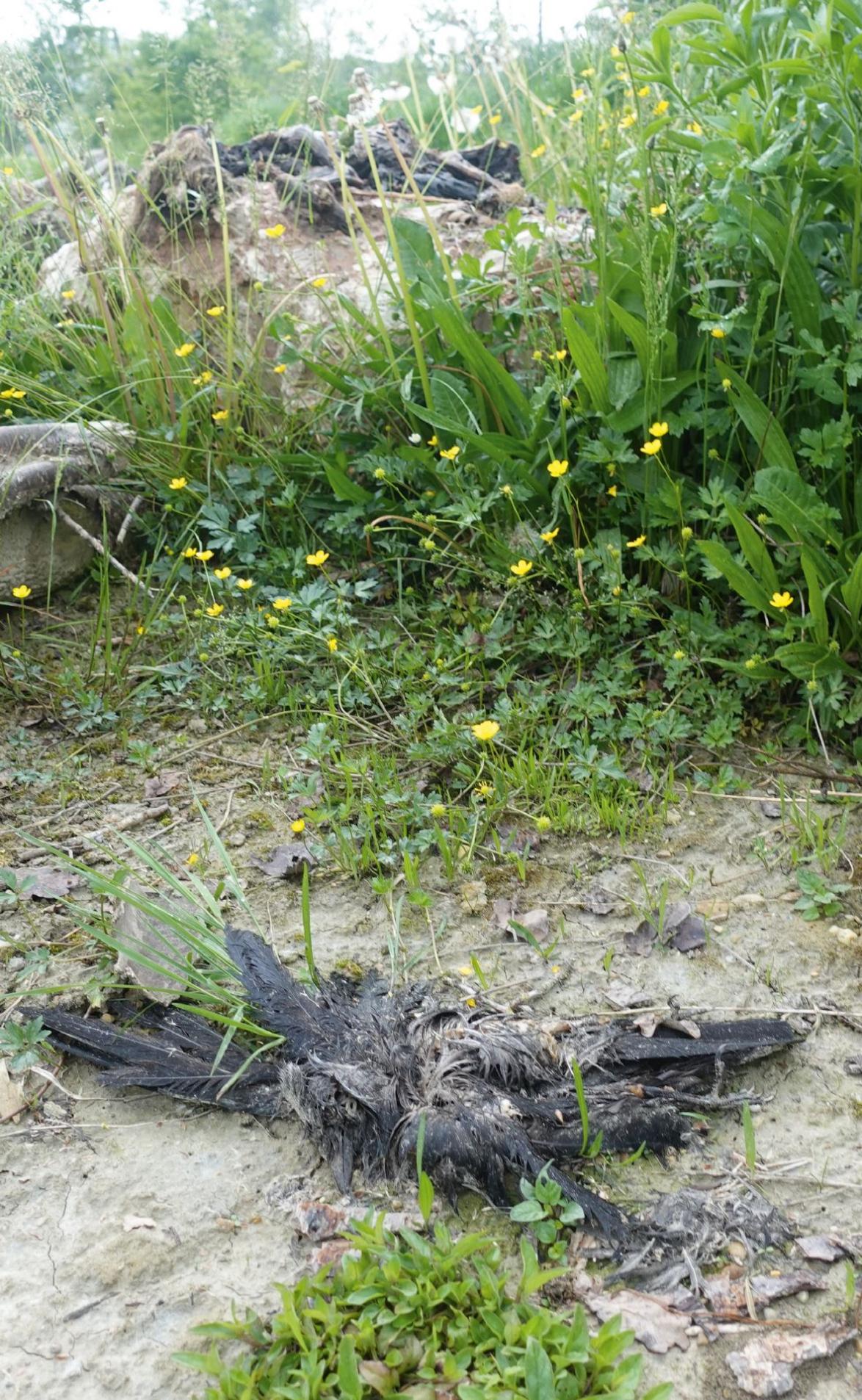  Rund um den Stein sind tote Vögel angeordnet.