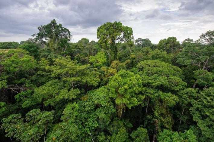 Die letzten Regenwälder sind bedroht.