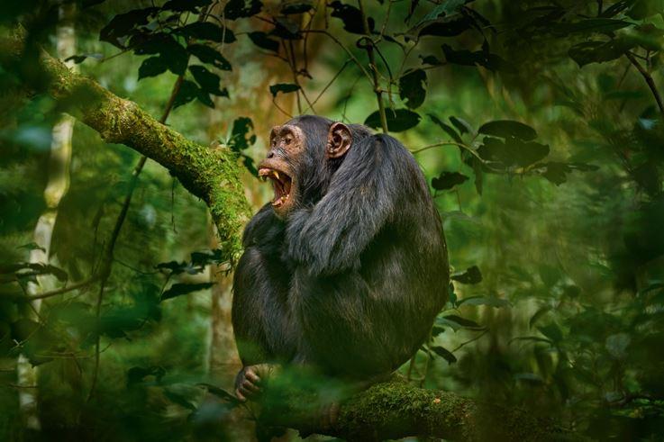 Die Rufe der Schimpansen