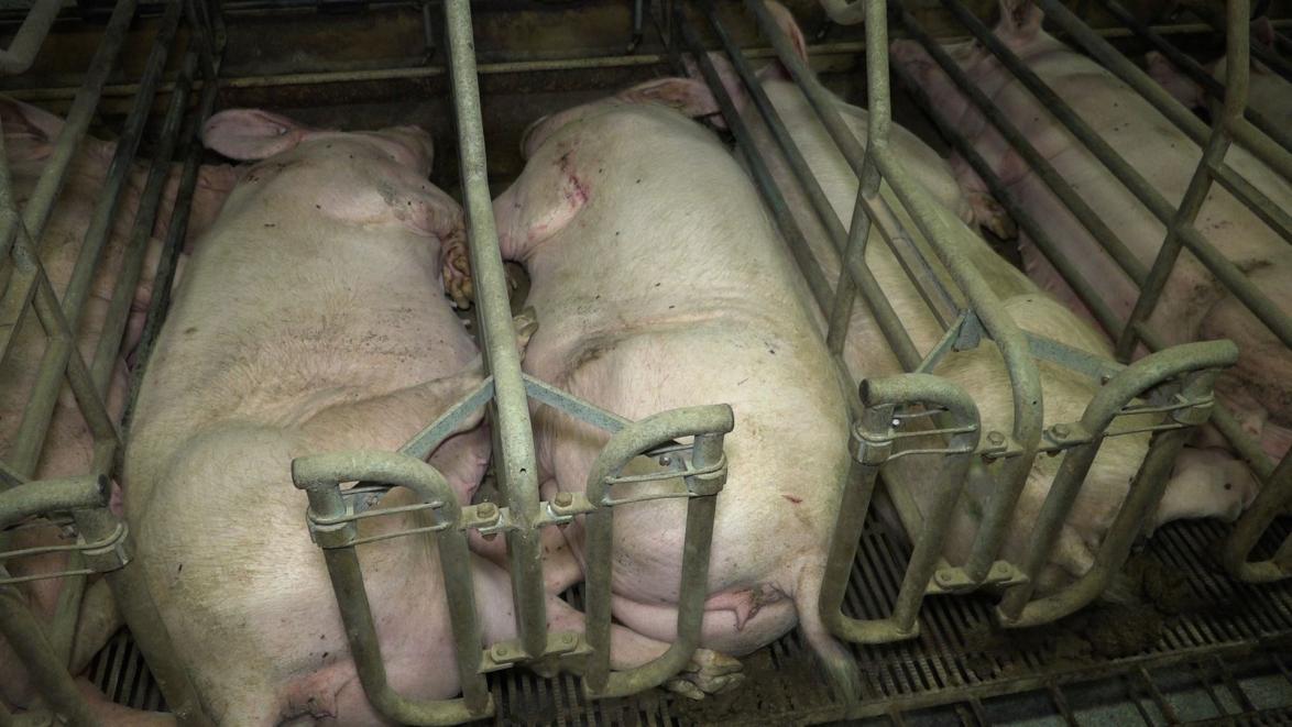 Für die Fleischproduktion werden Mutterschweine
