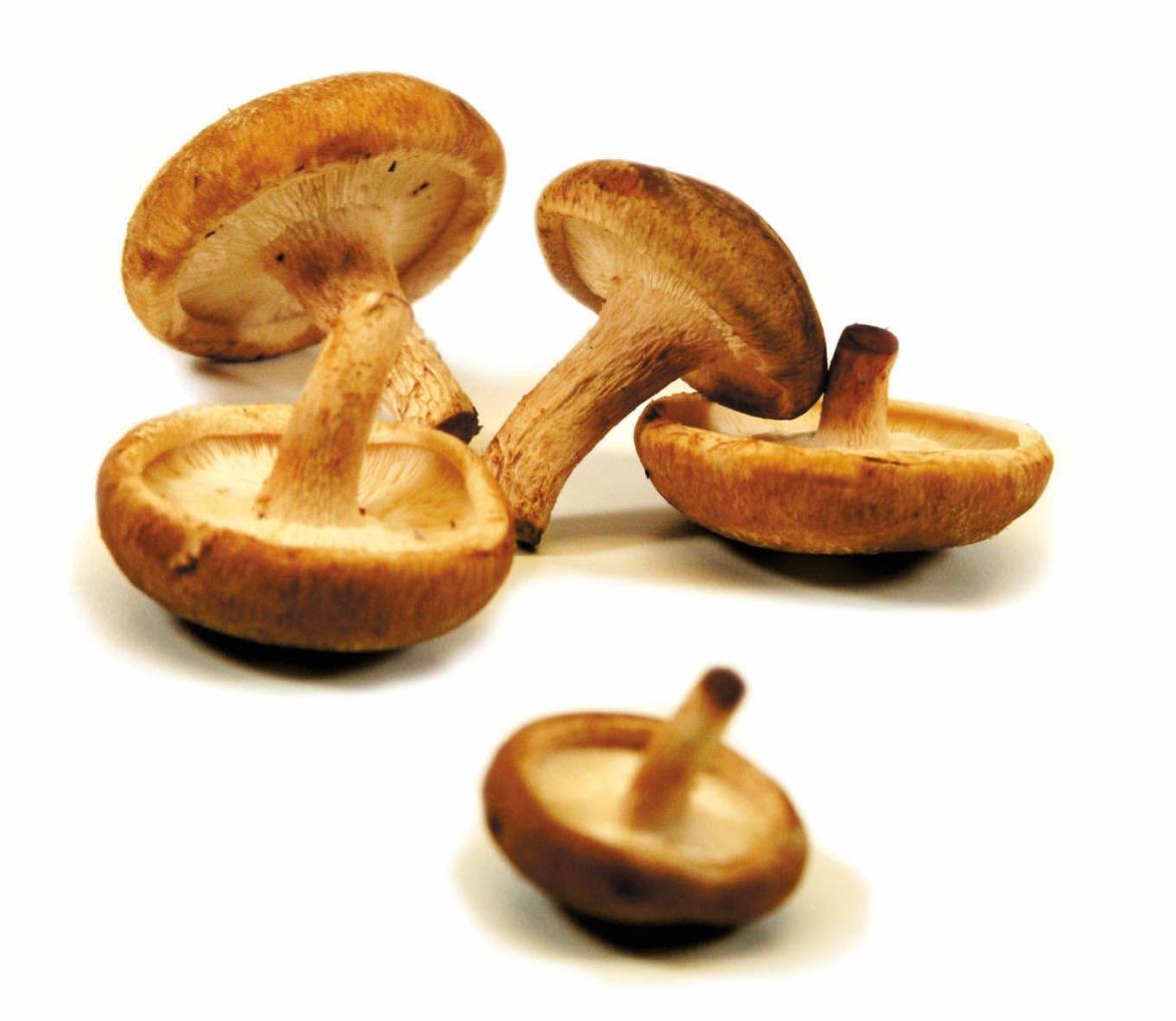 Shiitake-Pilze gelten in der Naturheilkunde