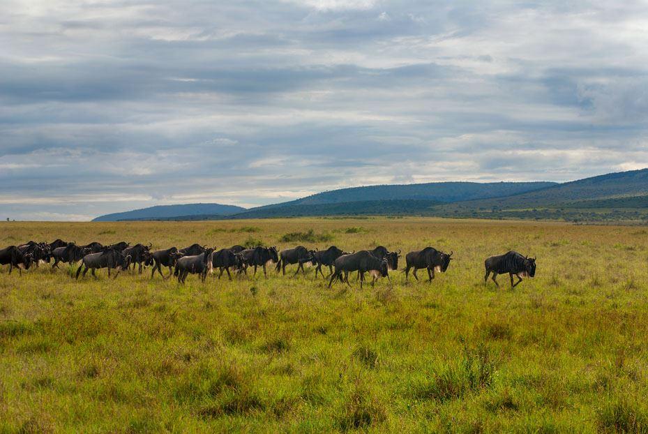 Die Wanderung der Tiere in der Serengeti 