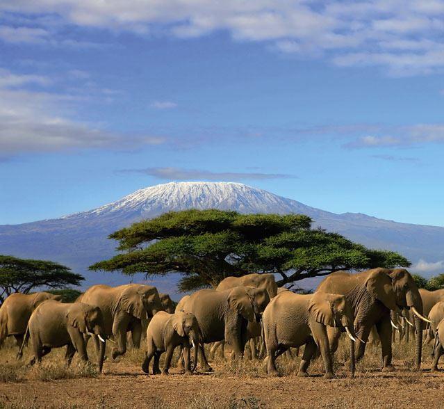 Elefanten leben in einer Nomadenkultur. 