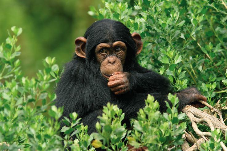 Schimpansen sind zu kulturellen Leistungen fähig.
