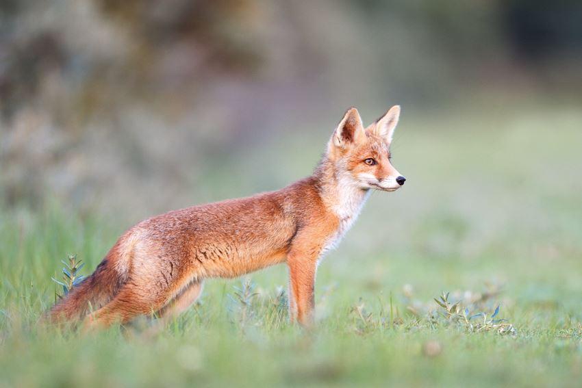 In Luxemburg ist die Fuchsjagd seit April 2015 