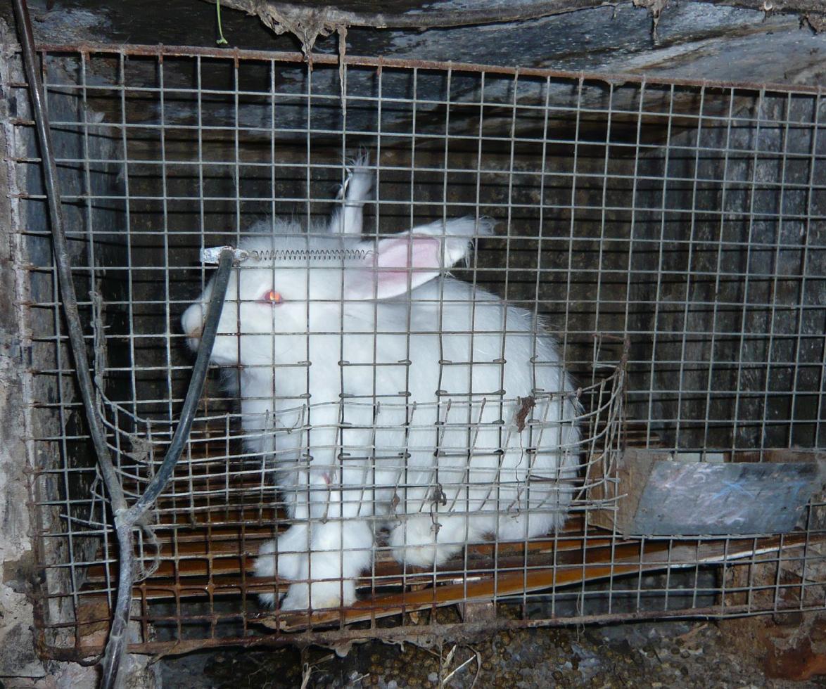 Die Kaninchen müssen in Einzelkäfigen vegetieren 