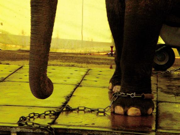 Angekettete Elefanten beim deutschen Circus Krone