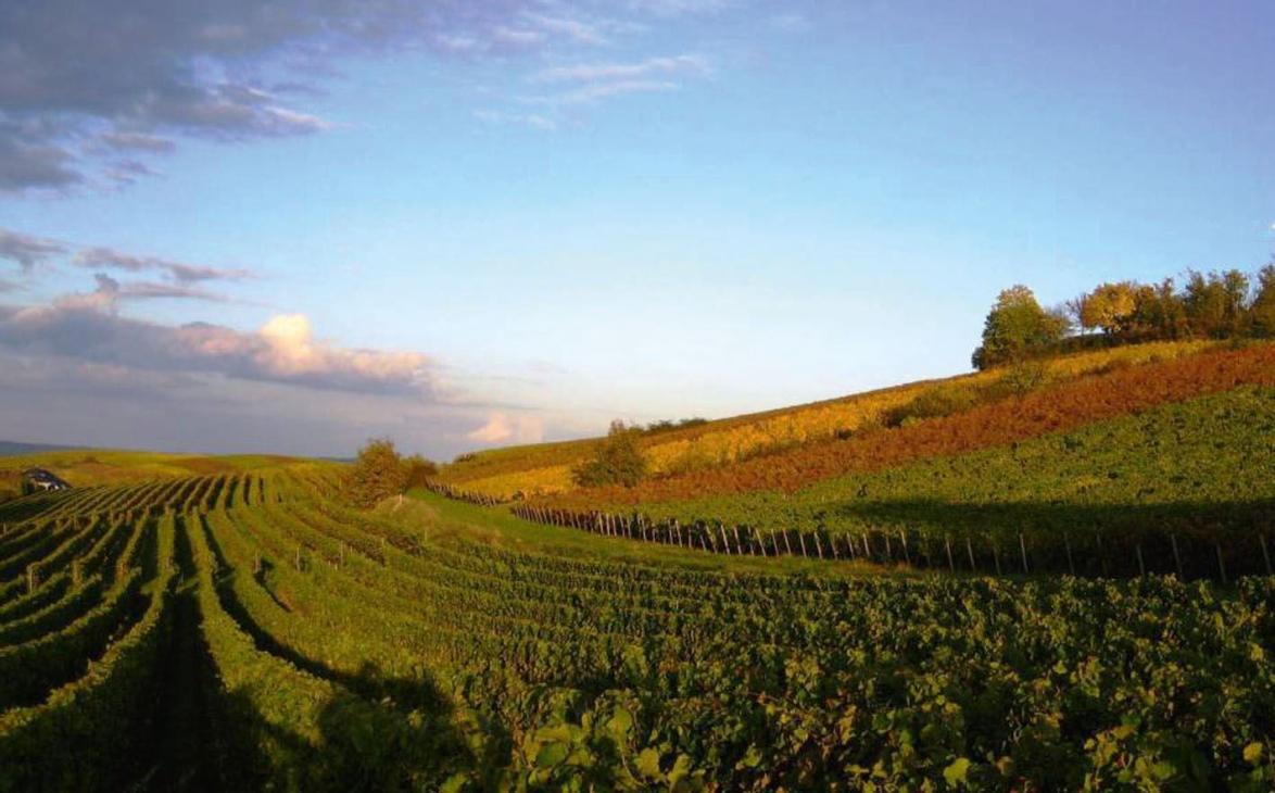 Das Weingut Gänz aus Hackenheim in Rheinland-Pfalz