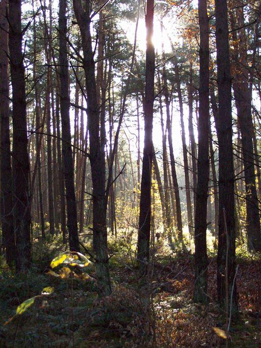 Die vier Waldgrundstücke von Familie Vilsmaier 