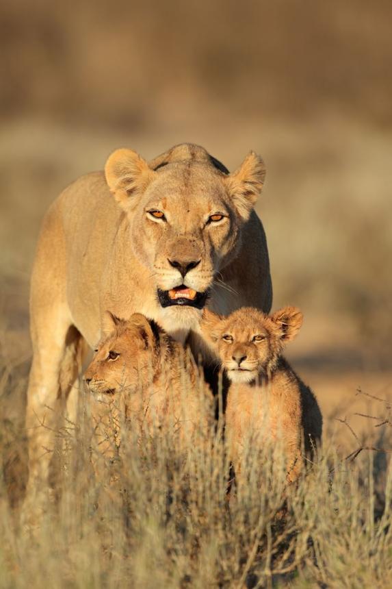 Eine Löwenmutter mit ihren Kindern in Botswana. 
