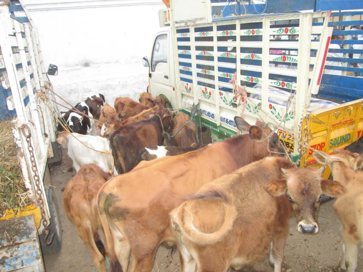 Viehmarkt im indischen Vellore: 