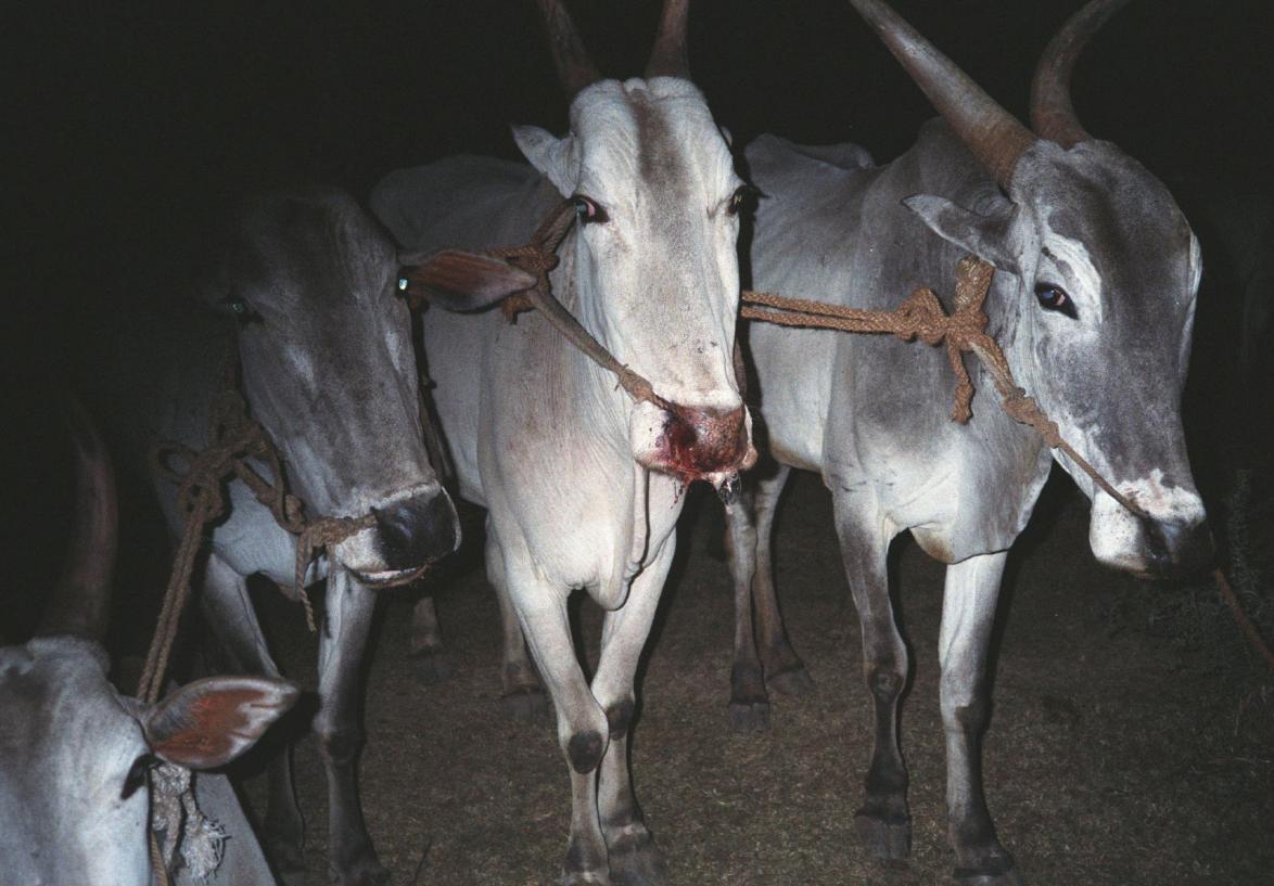 Heilige Kühe in Indien. Doch der Lederproduktion 