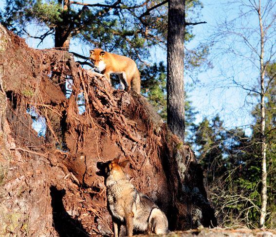 Der junge Fuchs Sniffer liebt die riesigen Wurzeln