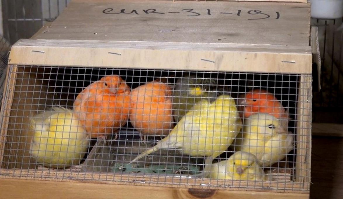 Vögel werden in engen Boxen für den Transport 